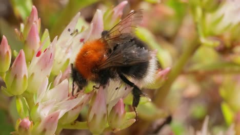 bumblebee on sedum flower