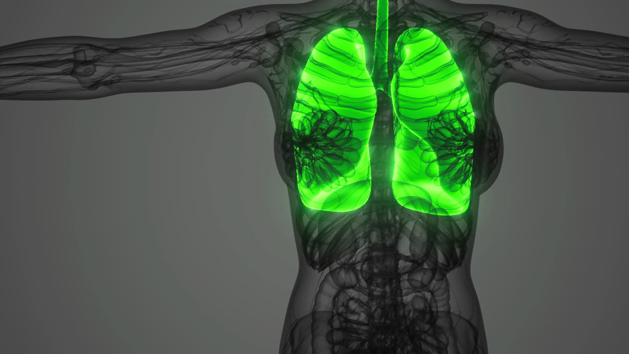 Lungs illuminated in vibrant green against a transparent figure background