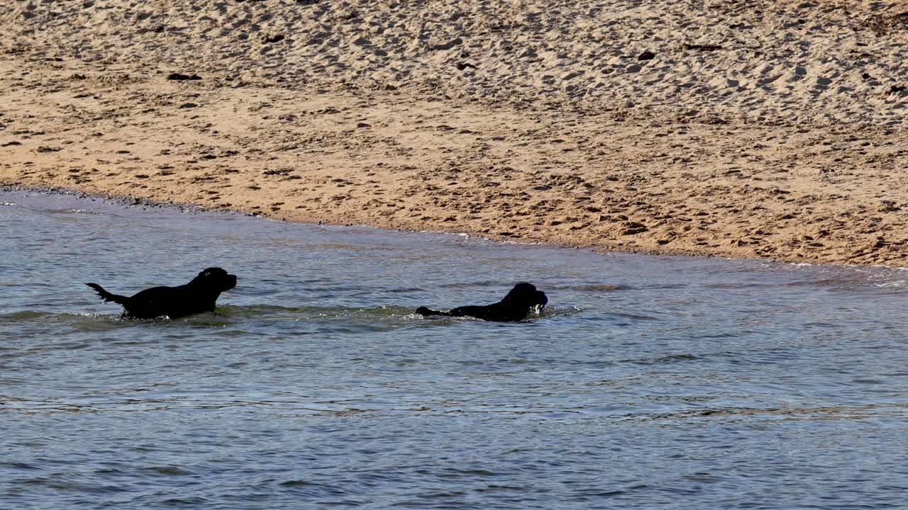 Two dogs frolicking in the shallow beach waters