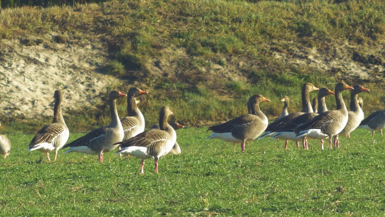 hermoso gran rebaño de cría de gansos grises en el verde campo agrícola del norte de europa durante la temporada de migración, día soleado de primavera, tiro medio lejano de primer plano