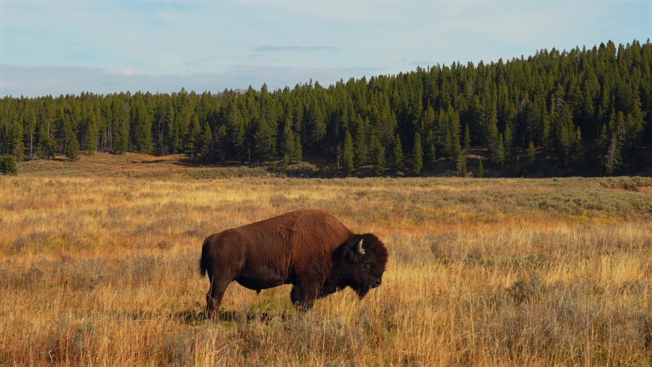 Bufalo selvatico, bisonte americano, fauna selvatica del Parco Nazionale di Yellowstone, Wyoming, Bacino Geyser Centrale, paesaggio pomeridiano, autunno, stagione di ottobre, natura, animale solitario che pascola nell'erba alta, foresta densa, panoramica