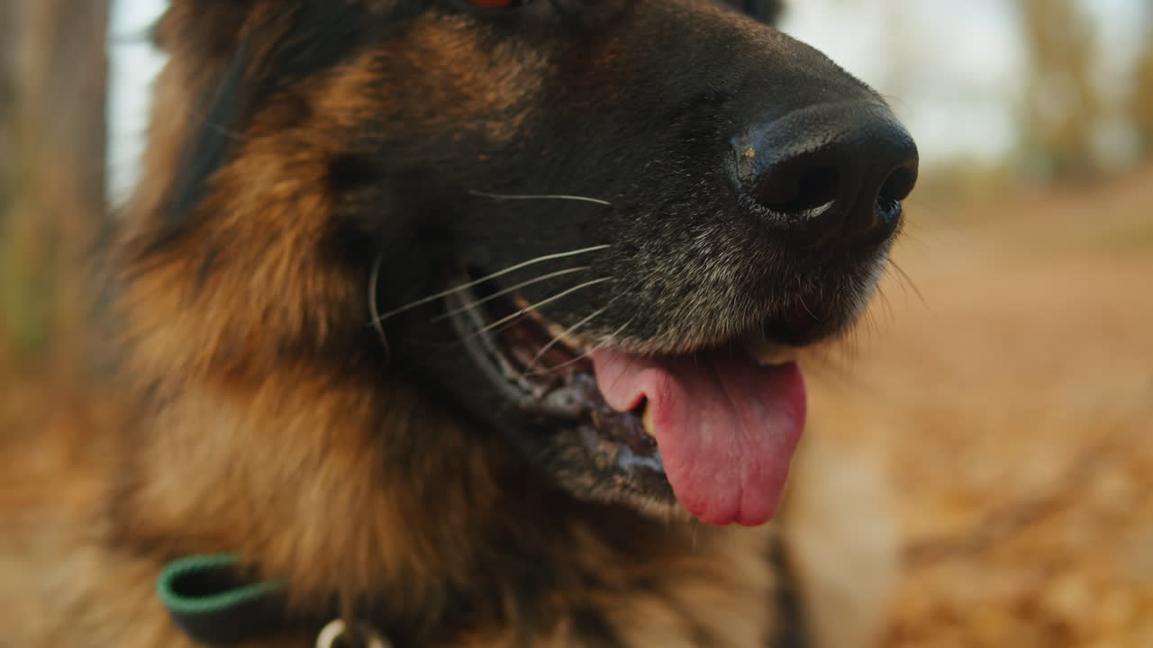 German Shepherd Portrait in Autumn Park