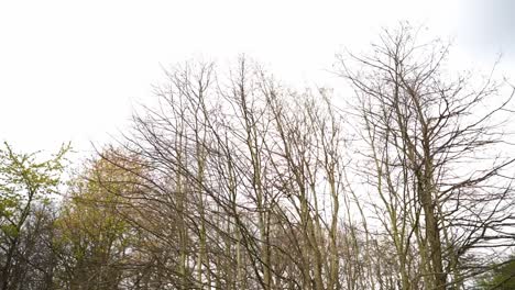 bare trees without leaves in autumn under a bright sky