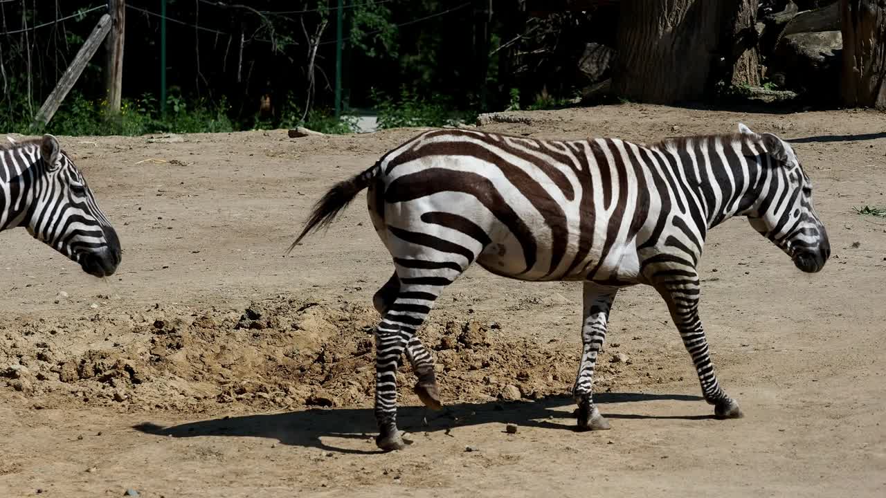 la cebra de grupo grevy (equus grevyi)