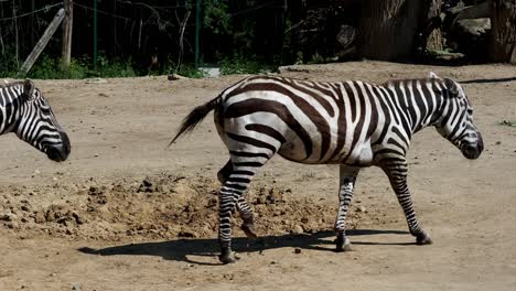 group grevy's zebra (equus grevyi)