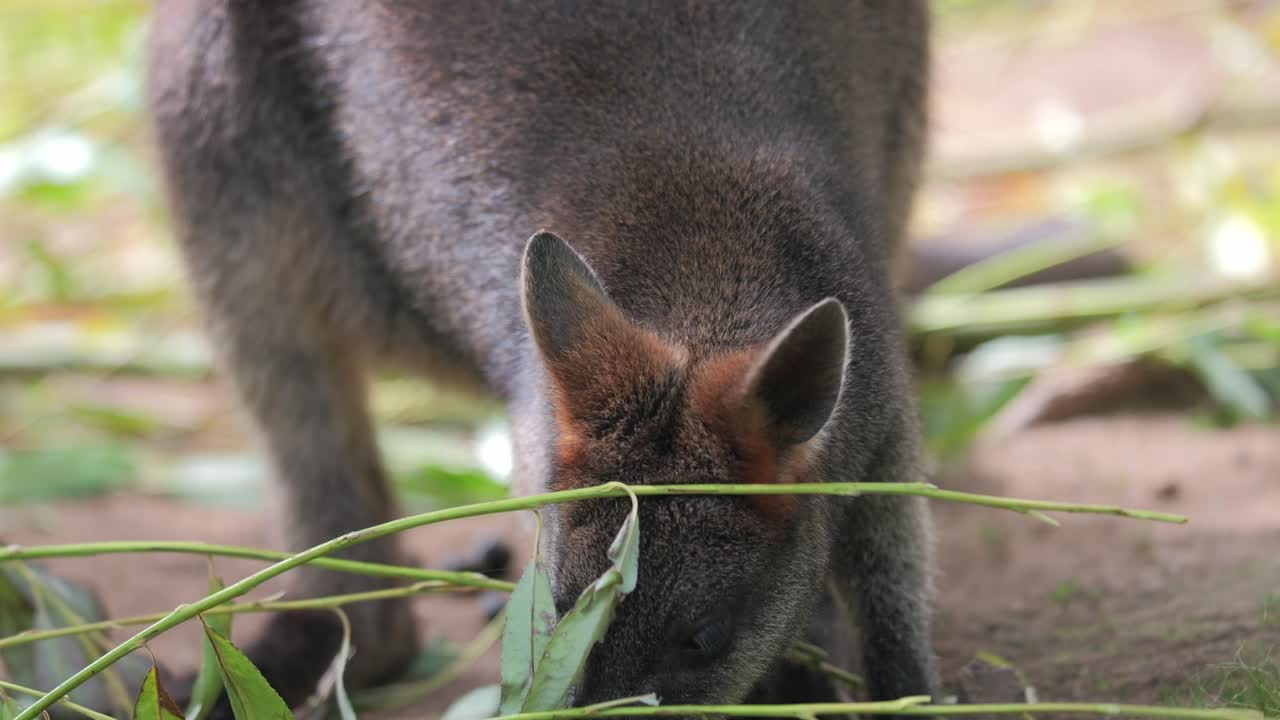 cabeza de primer plano joven canguro australiano comiendo hojas verdes en un zoo