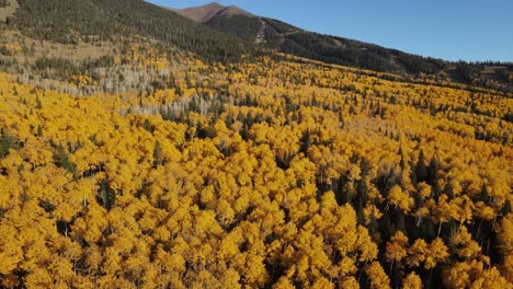 Flying-over-Aspen-trees,-Slowly-Panning-Up-Revealing-mountain-peaks,-fall-foliage-in-Flagstaff,-Arizona