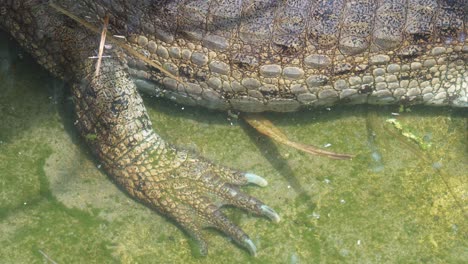 Close-up-of-caiman-feet-underwater-on-a-sunny-day-in-its-habitat