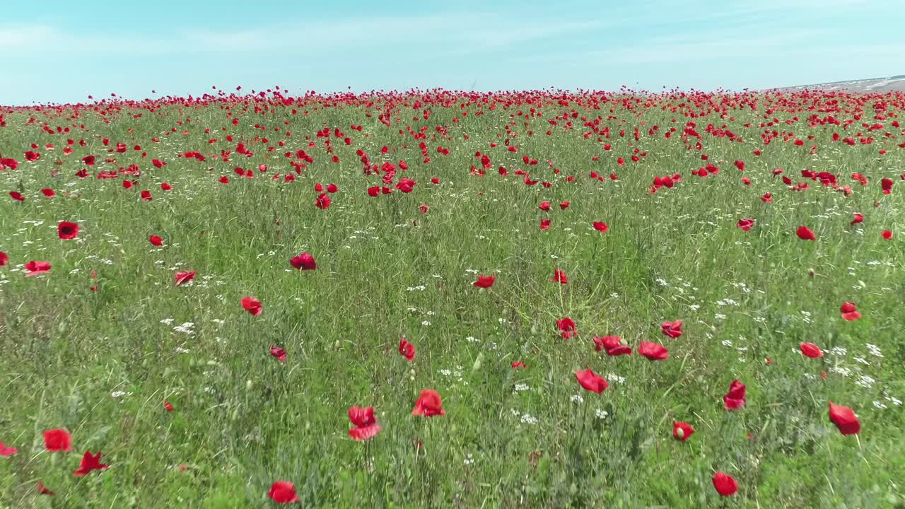 Campo di papavero rosso