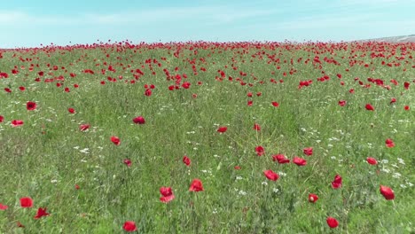 campo de amapola roja