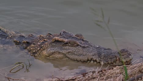 Close-up-shot-of-this-crocodile-while-the-camera-zooms-in,-Siamese-crocodile-Crocodylus-siamensis,-critically-endangered,-Thailand