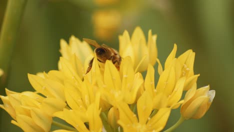 honey bee perching and flying over yellow wild flower with blurry background
