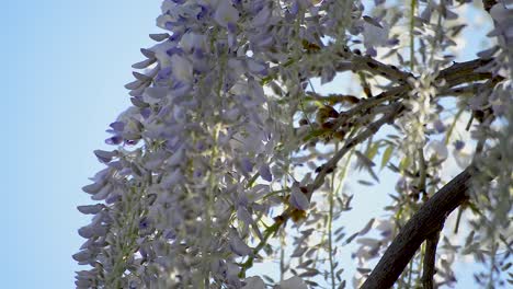 hanging purple flowers of a wisteria tree moving in a gentle breeze while big black bees fly around and pollinate them