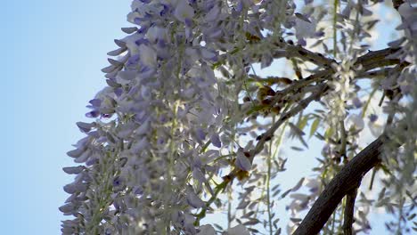 hanging purple flowers of a wisteria tree moving in a gentle breeze while big black bees fly around and pollinate them