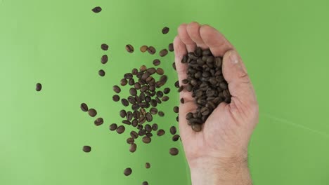 el granjero en la palma sostiene granos de café. una pila de granos de una mano caen sobre un fondo verde. vista superior.