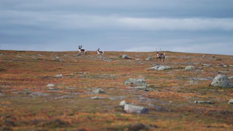 reindeer run through the autumn tundra spooked by danger