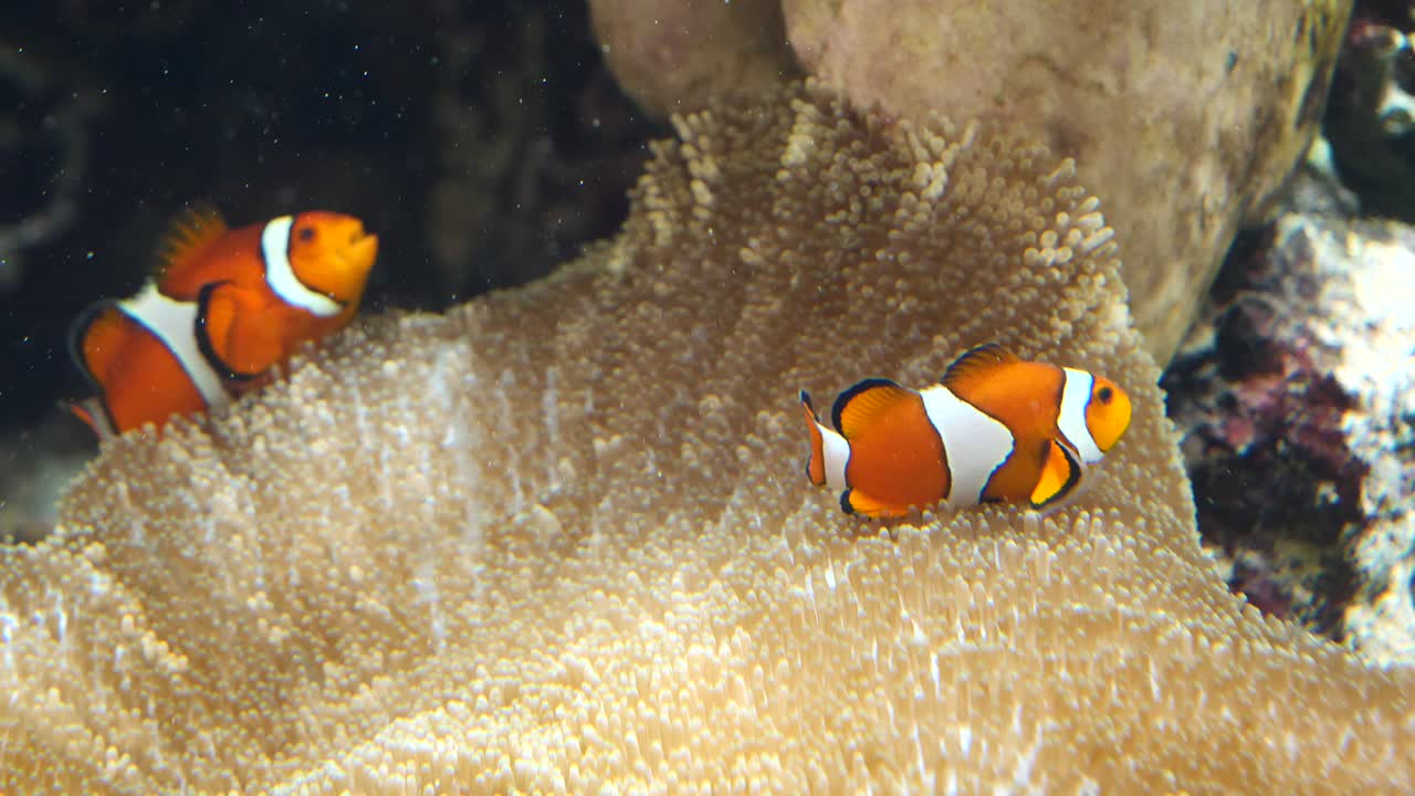 Cute couple of clownfish swimming underwater between corals during sunny day,close up