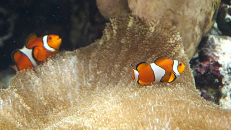 Lindo-Par-De-Peces-Payaso-Nadando-Bajo-El-Agua-Entre-Corales-Durante-El-Día-Soleado,-De-Cerca