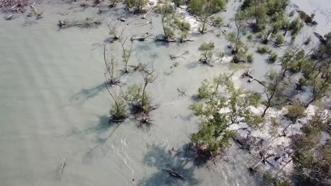 fly over mangrove tree and white sand at tanjung piandang, perak.