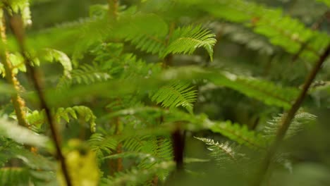 Cerca-De-Hojas-De-Helecho-Plateado-En-El-Bosque-De-Arbustos-Nativos-De-Nueva-Zelanda