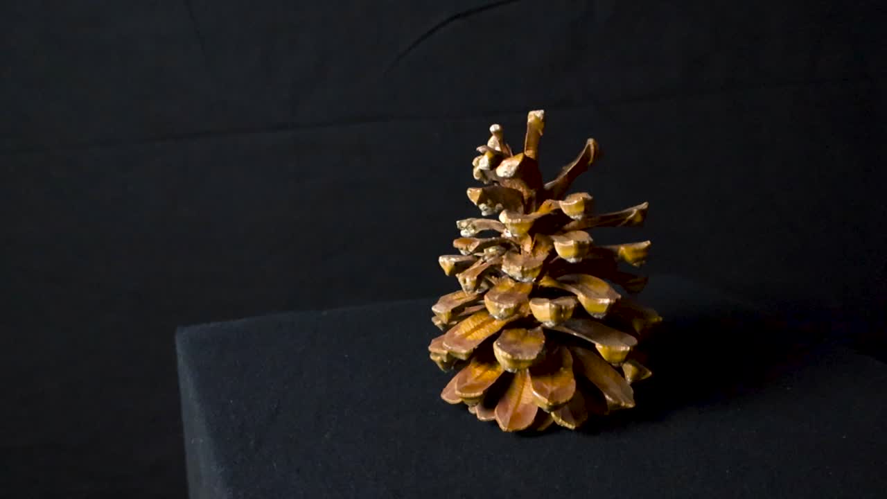 Pigna di pino delle Canarie o Pinus Canariensis in mostra su uno sfondo nero scuro da studio sotto buone luci da studio, mentre il filmato ruota lentamente attorno ad essa e zooma sulla pigna