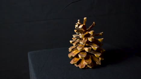 canary island pine or pinus canariensis cone on display on a dark black studio background under good studio lights while footage slowly spins around it and zooms in on the pinecone.