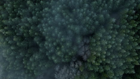 aerial top down flight over frosty douglas fir trees and alder trees