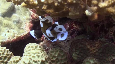 harlequin sweetlips at koh tao