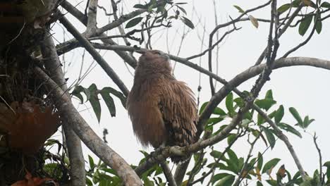 buffy fish owl ketupa ketupu, a fledgling perched on a branch next to its nest as it preens its left wing and then extends its head around looking far, khao yai national park, thailand