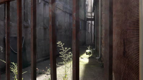 alley overgrown with weeds between prison cellblocks at eastern state penitentiary