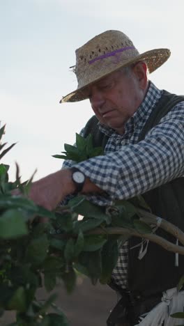elderly farmer tending to plants in an orchard