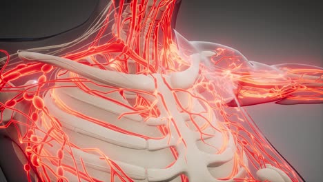 blood vessels of human body