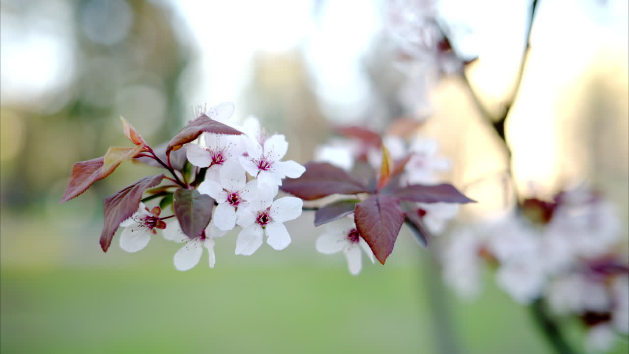 A tree branch with flowers in bloom being moved by the wind, in a park