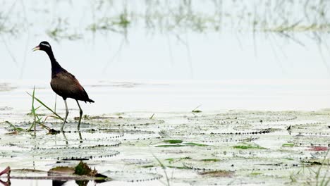 jumping around while standing on wide lily leaves then faces to the left, bronze-winged jacana metopidius indicus, thailand