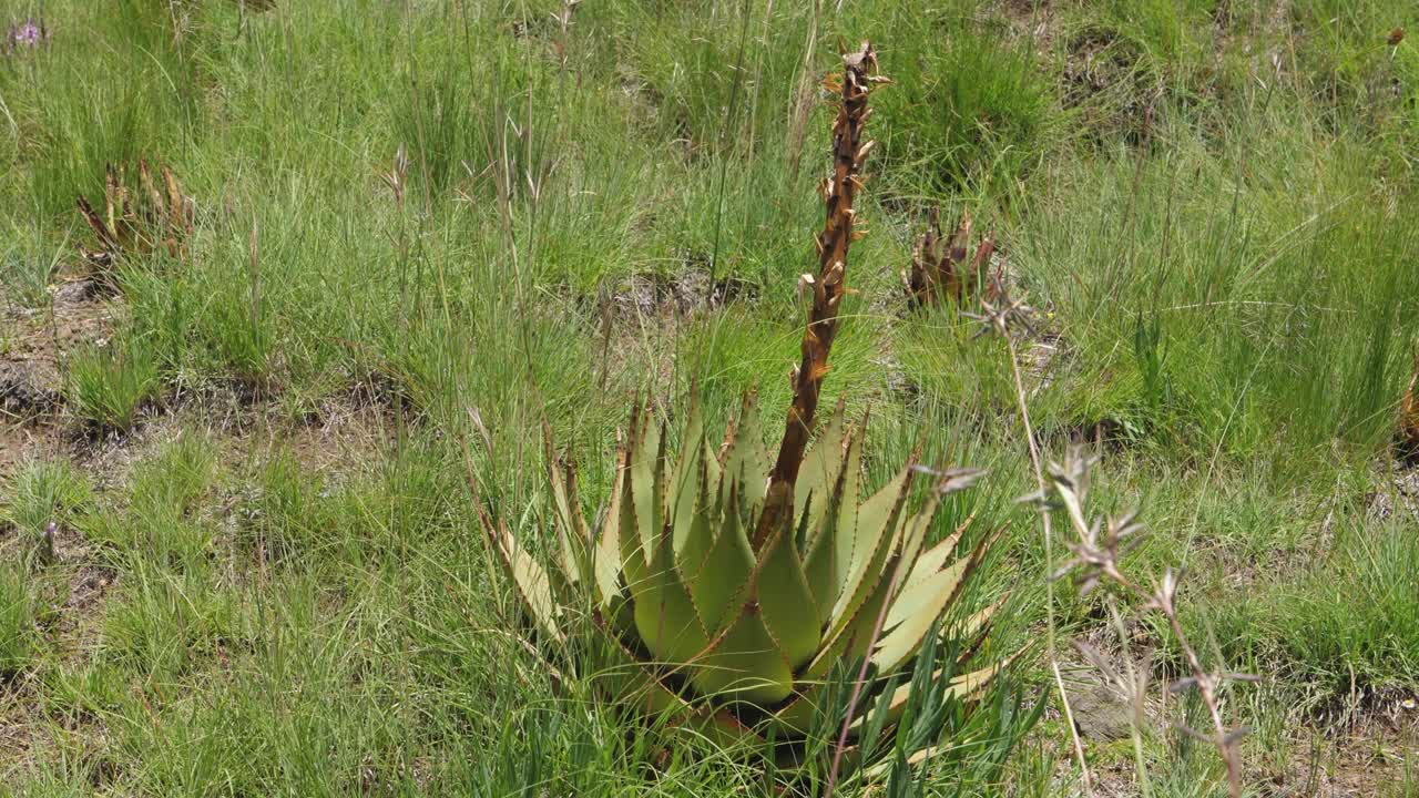 el aloe de montaña o serpiente crece en la árida región montañosa de lesotho áfrica