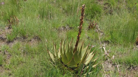El-Aloe-De-Montaña-O-Serpiente-Crece-En-La-árida-Región-Montañosa-De-Lesotho-áfrica