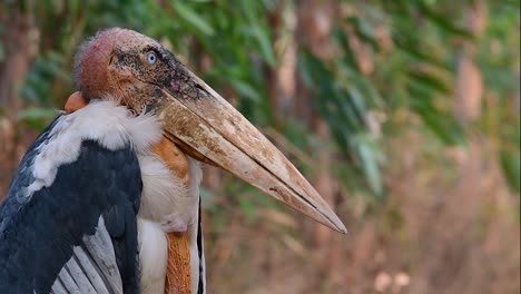 Ein-Großer-Vogel-Aus-Der-Familie-Der-Storche,-Der-In-Südasien-Weit-Verbreitet-Ist-Und-Jetzt-Aufgrund-Des-Verlusts-Seines-Lebensraums-Gefährdet-Ist