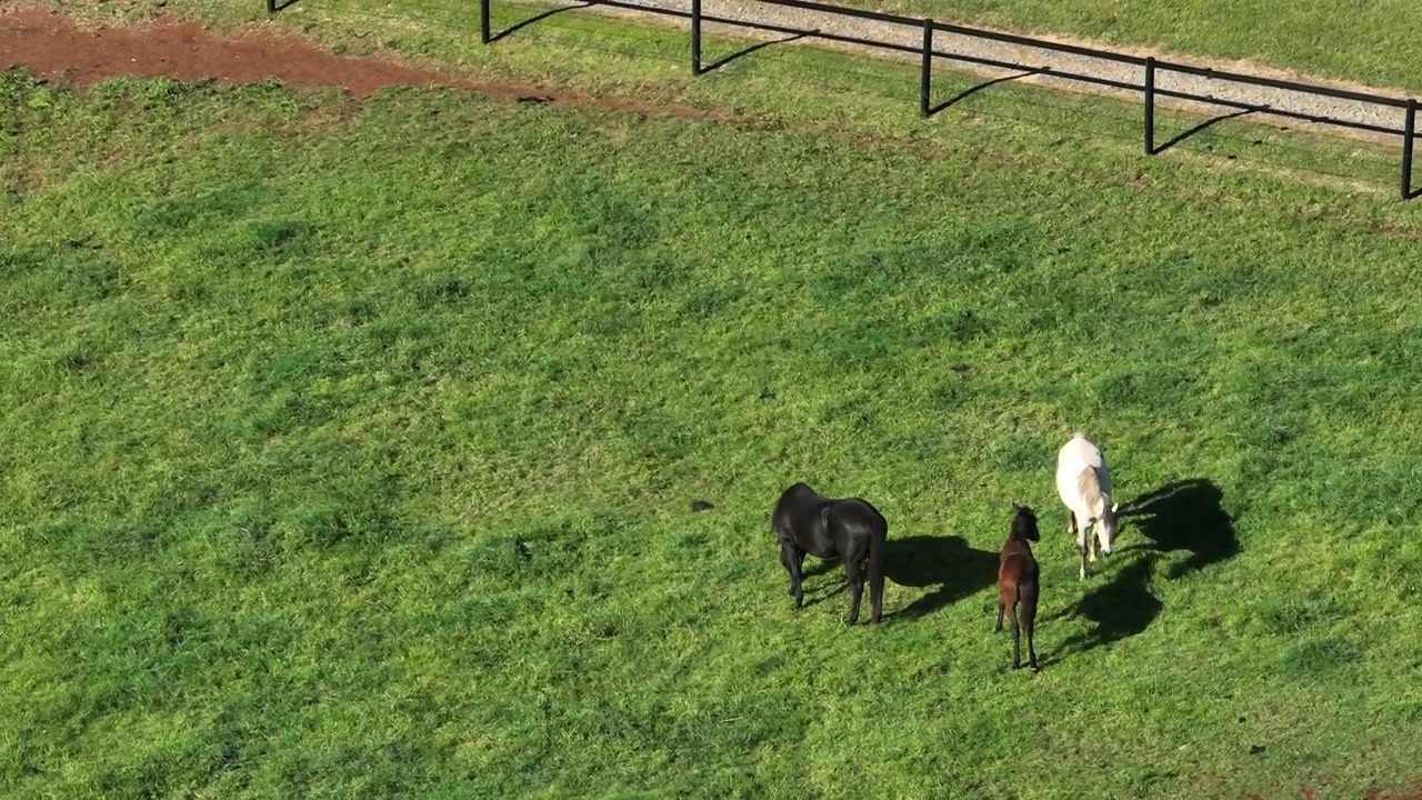 Drone aerial of horses grazing peacefully in an open paddock on a rural farm in the Southern Highlands, New South Wales, Australia.