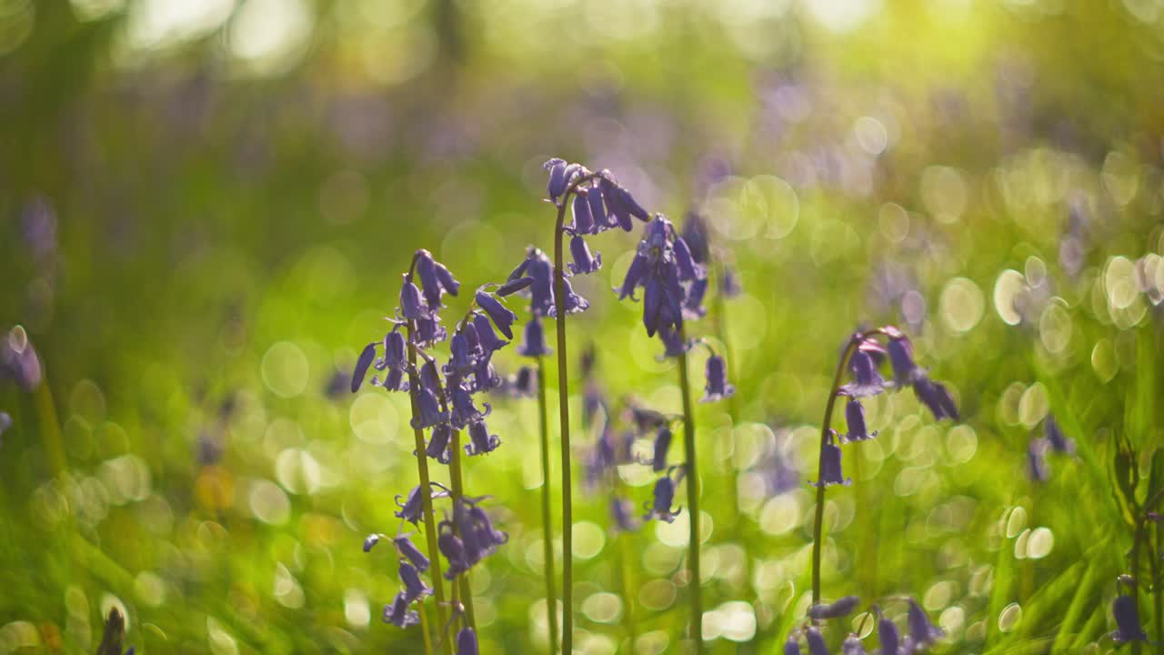 Bluebells in a Forest Glade
