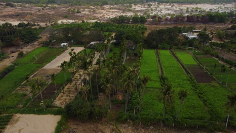 Campos-De-Agricultura-En-Medio-De-La-Tierra-Del-Desierto-De-Dunas-De-Arena,-Vietnam