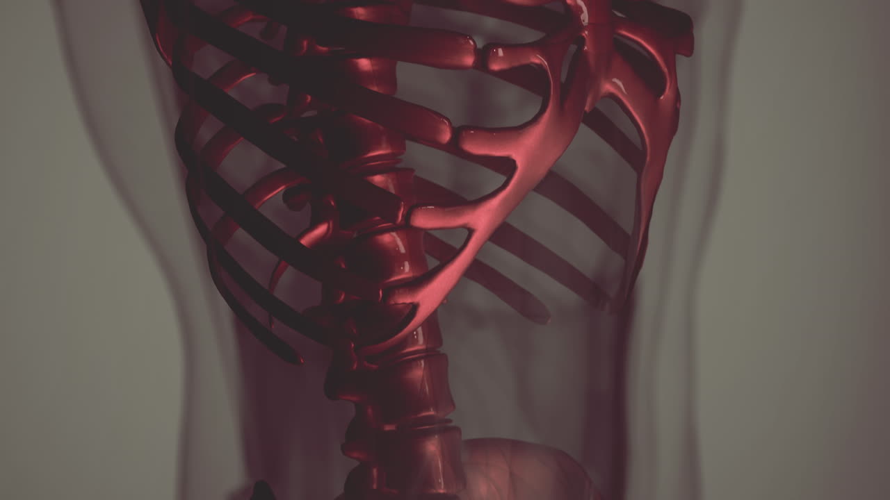 animación médica en 3d de la anatomía de los huesos masculinos