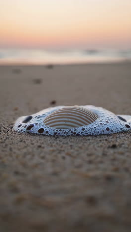 Sunrise/Sunset seashell on the beach