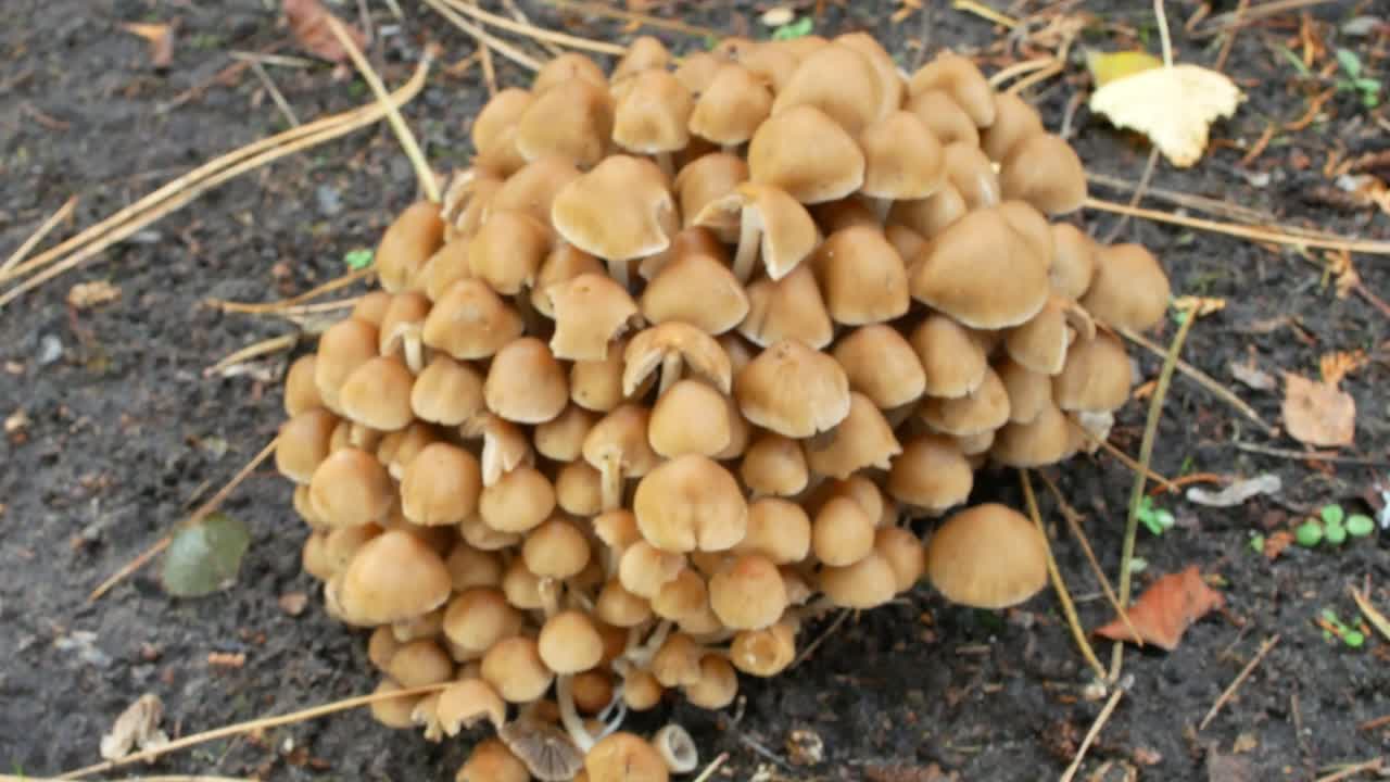 primer plano borroso para revelar un grupo de hongos silvestres