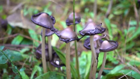 inky cap mushroom