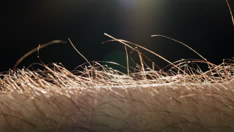 close-up of human arm hair