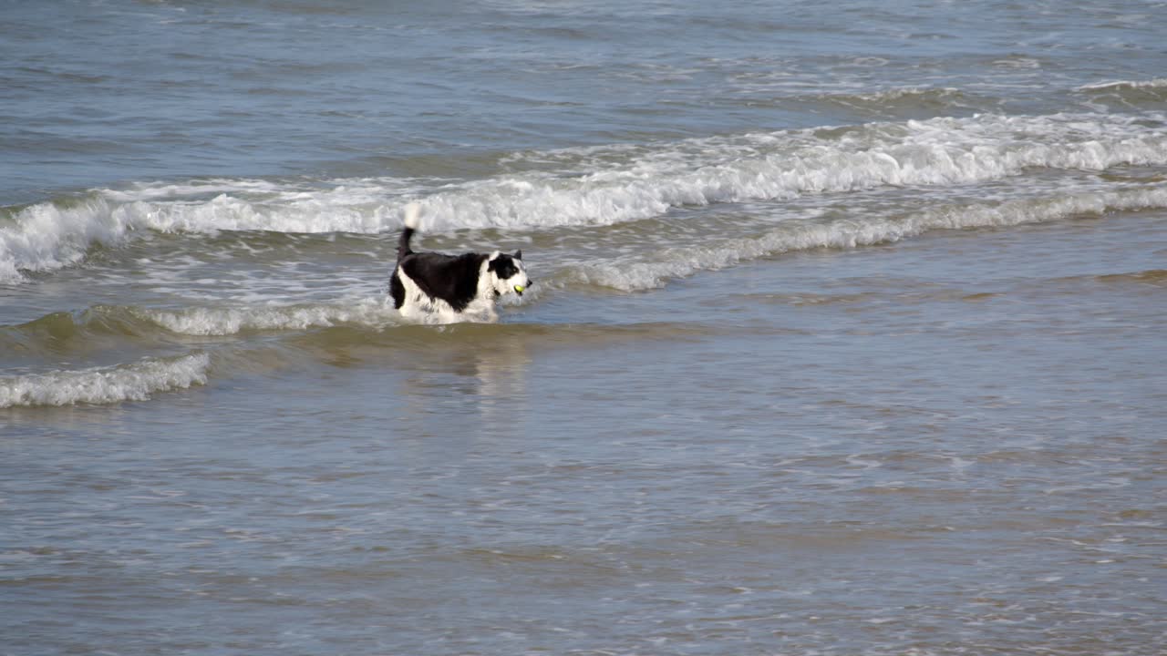perro pastor de border collie jugando en las olas con una pelota en la playa de marazion, mounts bay