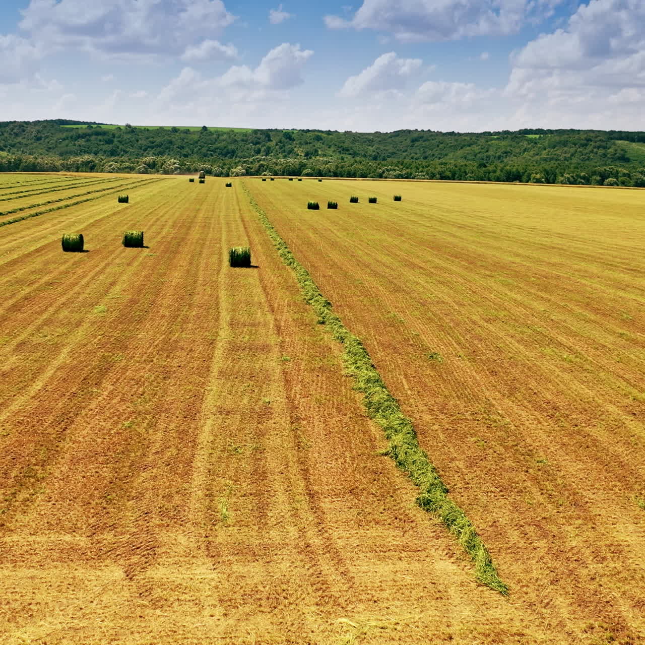Flying over the field with many green bales on natural background. Grass bales on yellow field near the beautiful green forest under the blue sky.