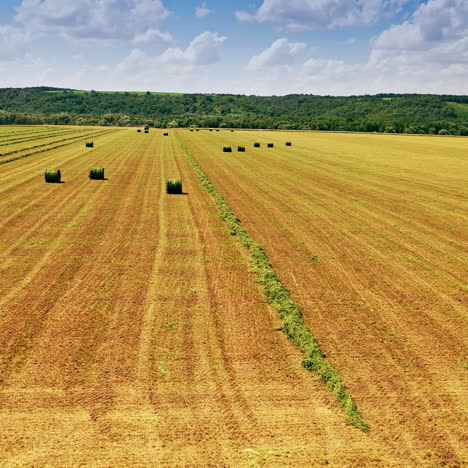 flying over the field with many green bales on natural background. grass bales on yellow field near the beautiful green forest under the blue sky.