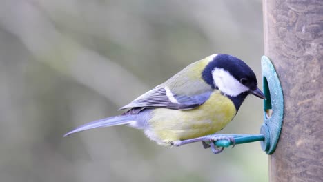 4K-Zeitlupenaufnahme-Eines-Vogels,-Der-Auf-Einer-Vogelsämaschine-Landet-Und-Samen-Aus-Nächster-Nähe-Frisst