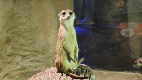 meerkat at the zoo